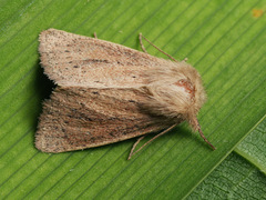 Denticucullus pygmina