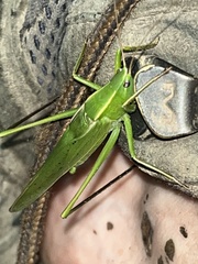 Neoconocephalus retusus