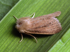 Denticucullus pygmina