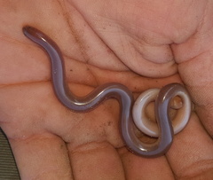 Afrotyphlops bibronii