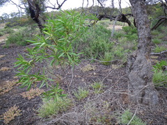 Myoporum montanum