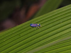 Erythrogonia dorsalis