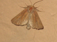 Photedes fluxa