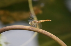 Brachythemis contaminata