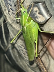 Neoconocephalus retusus