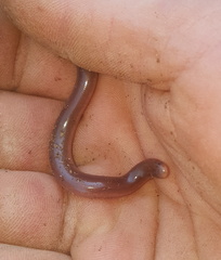 Afrotyphlops bibronii