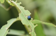 Plagiodera versicolora