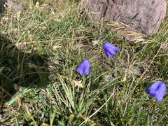 Campanula rotundifolia