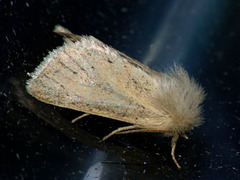 Denticucullus pygmina