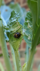 Murgantia histrionica