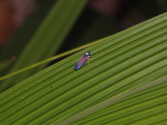 Erythrogonia dorsalis