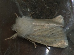 Denticucullus pygmina