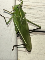 Neoconocephalus retusus