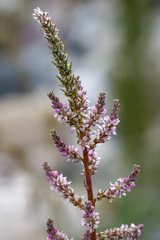 Myricaria paniculata