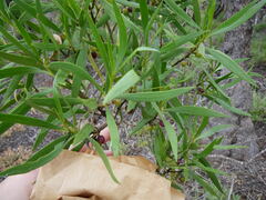 Myoporum montanum