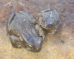 Sclerophrys capensis
