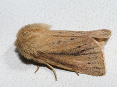 Denticucullus pygmina