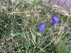 Campanula rotundifolia