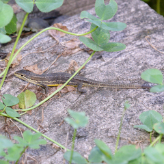 Takydromus tachydromoides