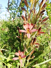 Wachendorfia multiflora