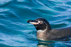 Spheniscus mendiculus