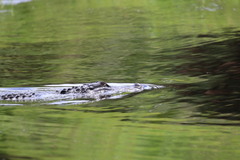 Alligator mississippiensis