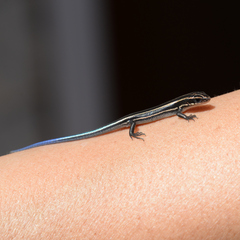 Plestiodon finitimus