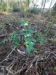 Vincetoxicum hirundinaria