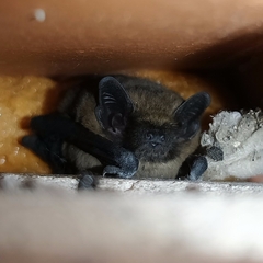 Pipistrellus pipistrellus