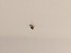 Pterygota