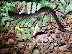 Lycodon rufozonatus