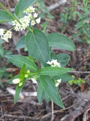 Vincetoxicum hirundinaria