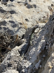 Podarcis siculus