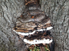 Ganoderma