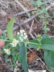 Vincetoxicum hirundinaria