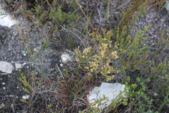 Erica axillaris