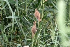 Acrocephalus orientalis