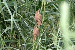 Acrocephalus orientalis