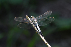 Orthetrum albistylum speciosum