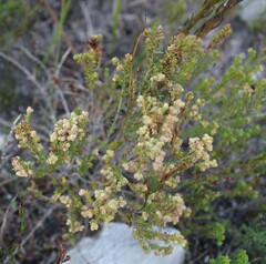Erica axillaris