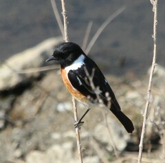 Saxicola torquatus