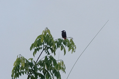 Peltops blainvillii