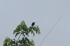 Peltops blainvillii