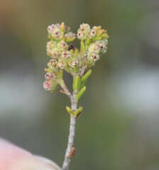 Erica axillaris