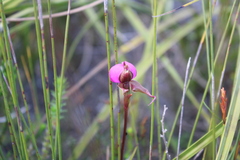 Disperis capensis capensis