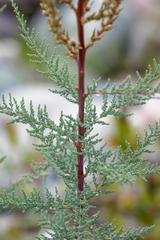 Myricaria paniculata