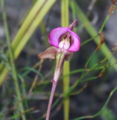 Disperis capensis capensis