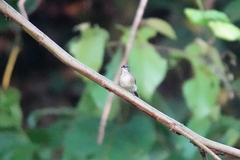 Gerygone magnirostris