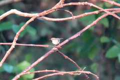 Gerygone magnirostris