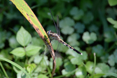 Orthetrum albistylum speciosum